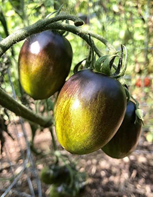 VibeX ® XXL-494 Atomic Grape Tomato Seeds Seed(200 per packet)