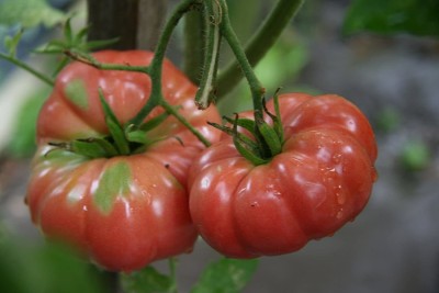 CYBEXIS LX-98 - Giant Belgium Tomato - (1350 Seeds) Seed(1350 per packet)