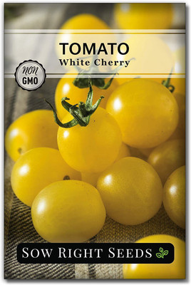 CYBEXIS VXI-36 - White Cherry Tomatoes - (1350 Seeds) Seed(1350 per packet)