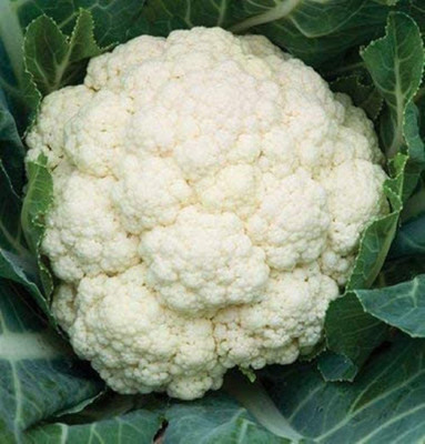 CYBEXIS XLL-18 - Cauliflower Amazing (White) Non-GMO - (1350 Seeds) Seed(1350 per packet)
