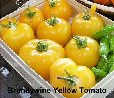 CYBEXIS XL-97 - Brandywine Yellow Tomato - (150 Seeds) Seed(150 per packet)