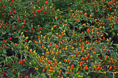 VibeX ® XXL-348 Tiny red Chilli Seeds Pequin Peppers Seed(200 per packet)