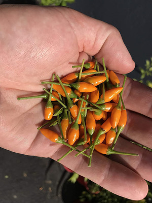 CYBEXIS TLX-24 - Yellow African Pequin Birds Eye Chilli - (1350 Seeds) Seed(1350 per packet)