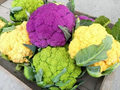 CYBEXIS VXI-2 - 4 Varieties Mix Purple Green Yellow Cauliflower - (150 Seeds) Seed(150 per packet)