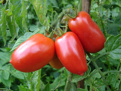VibeX ® VMR-1001 San Marzano Tomato Seeds Seed(200 per packet)