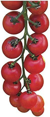 WILLVINE VXI-557 Nectar Hybrid Tomato Seeds-2500 Seeds Seed(2500 per packet)
