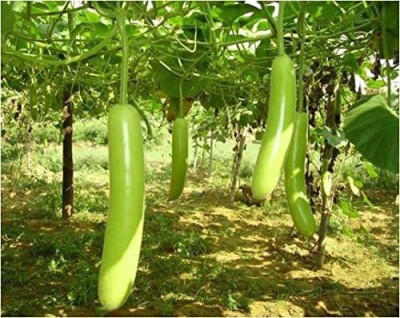 KANAYA Bottle Gourd Lauki Lau Hybrid Vegetable Seed(10 per packet)