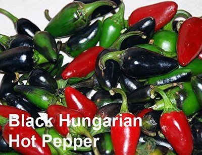 VibeX HUA-99 - Black Hungarian Chilli - (150 Seeds) Seed(150 per packet)