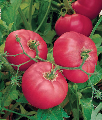 CYBEXIS VXI-2 - Brandy Boy Beefsteak Slicing Tomato - (150 Seeds) Seed(150 per packet)