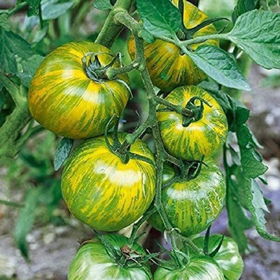 VibeX ® VXI-670 Rare Tomato Green Zebra Seeds Seed(200 per packet)