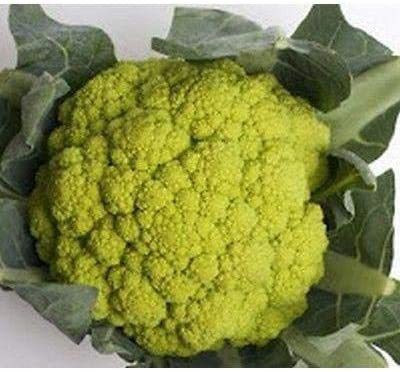 CYBEXIS HUA-82 - Cauliflower Marches Green - (150 Seeds) Seed(150 per packet)