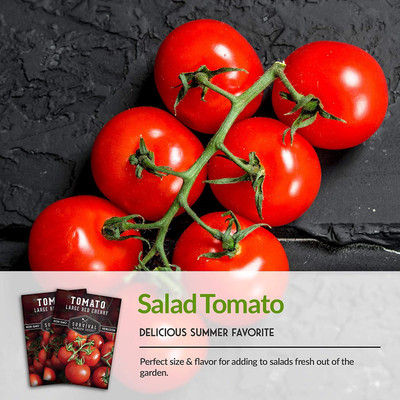 CYBEXIS PUAS-77 - Large Red Cherry Tomato - (1350 Seeds) Seed(1350 per packet)