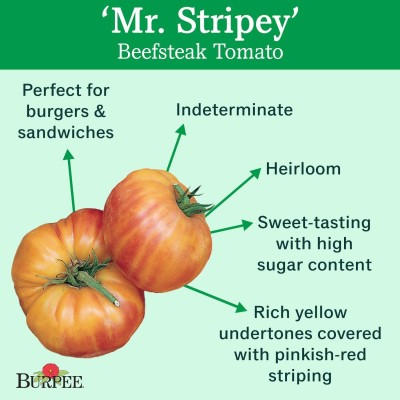 VibeX ® XLR-652 Mr. Stripy' Beefsteak Slicing Tomato Seeds Seed(200 per packet)