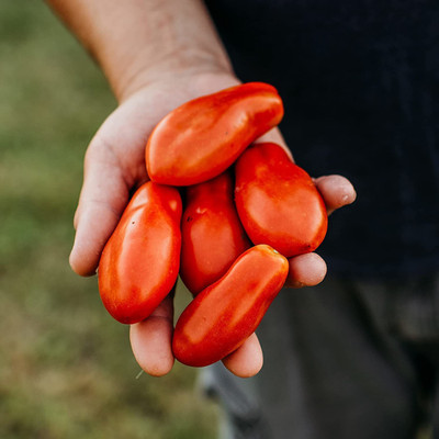 WILLVINE NBIR-467 Opalka Heirloom Tomato Seed(200 per packet)