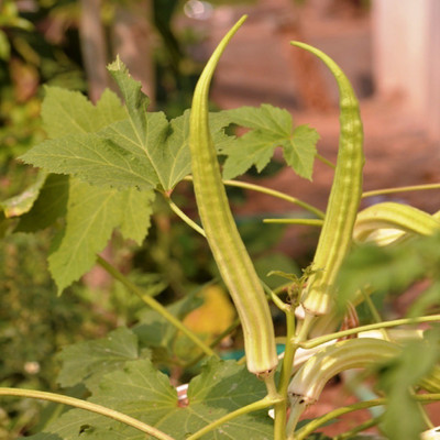 Biosnyg ®XLR-429 Elephant Tusk Variety Okra or Bhindi Seed(100 per packet)