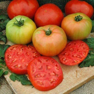 WILLVINE PUAS-472 Tomato Red Deuce Seeds-2500 Seeds Seed(2500 per packet)