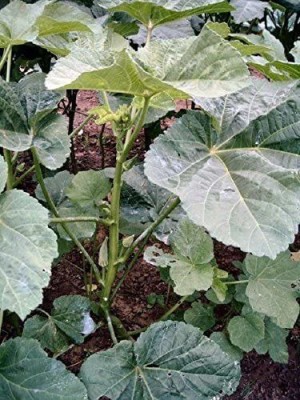 CYBEXIS PAU-28 - Okra Long Pod Green (Dwarf) - (1350 Seeds) Seed(1350 per packet)