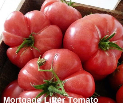 CYBEXIS XL-12 - GIANT Mortgage Lifter Tomato - (150 Seeds) Seed(150 per packet)