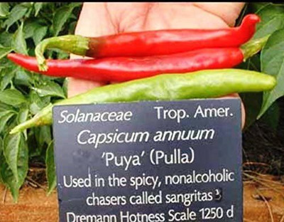 CYBEXIS XLR-40 - Pulla Or Puya Chili Chilli/Chile/(3Pepper ) - (450 Seeds) Seed(450 per packet)