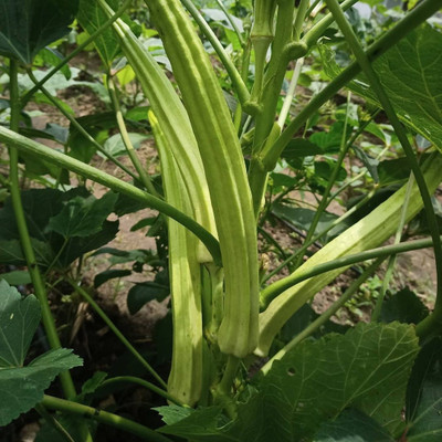VibeX ® VMR-448 Elephant Tusk Okra Seeds Seed(100 per packet)