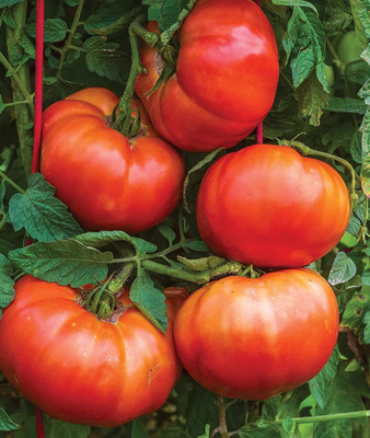 CYBEXIS PAU-45 - Large Beefsteak Giant Tomato - (1350 Seeds) Seed(1350 per packet)