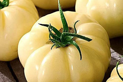 VibeX ® VMR-644 Great White Tomato Seeds Seed(200 per packet)