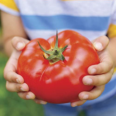 WILLVINE SCI-335 Big Beef Hybrid-1000 Seeds Seed(1000 per packet)