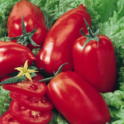 VibeX ® VMR-861 Tomato Garden Seeds - Amish Paste Seed(200 per packet)