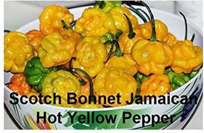 CYBEXIS XLR-23 - Yellow Scotch Bonnet Jamaican Chilli - (1350 Seeds) Seed(1350 per packet)