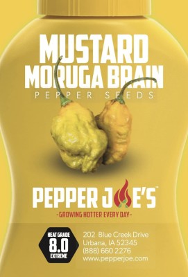 VibeX ® XXL-810 Mustard Moruga Brain Chilli Seeds Seed(200 per packet)