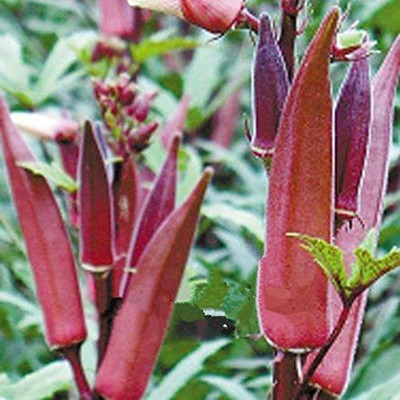 VibeX ® LXI-527 Red Burgundy Okra Seeds Seed(100 per packet)