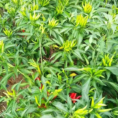 CYBEXIS ATS-16 - Thai Bird Chilli Pepper - (1350 Seeds) Seed(1350 per packet)