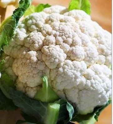 CYBEXIS XL-80 - Cauliflower Snowball Self Blanching - (1350 Seeds) Seed(1350 per packet)