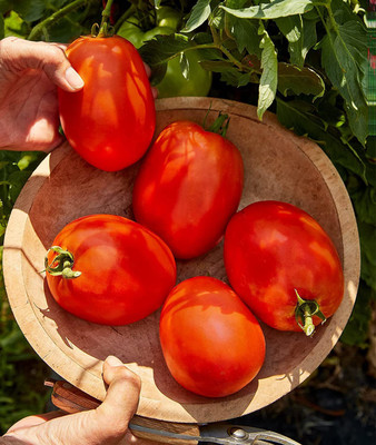 CYBEXIS TLX-24 - Large Red Sauce & Paste Tomato - (1350 Seeds) Seed(1350 per packet)
