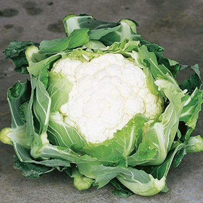 CYBEXIS LX-98 - Cauliflower (Snowball Y Improved) - (1350 Seeds) Seed(1350 per packet)