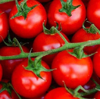 Biosnyg ™CIAR-837 Large Red Cherry Tomato Seed(200 per packet)