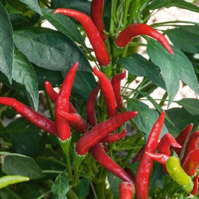 CYBEXIS PAU-79 - Thai Super Chilli (Red) Non-GMO Hybrid - (150 Seeds) Seed(150 per packet)