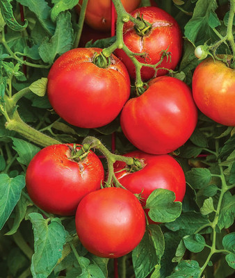 CYBEXIS ATS-84 - Better Boy Hybrid Large Slicing Red Tomato - (150 Seeds) Seed(150 per packet)