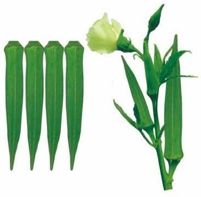 CYBEXIS TLX-7 - Hybrid Okra - (1350 Seeds) Seed(1350 per packet)