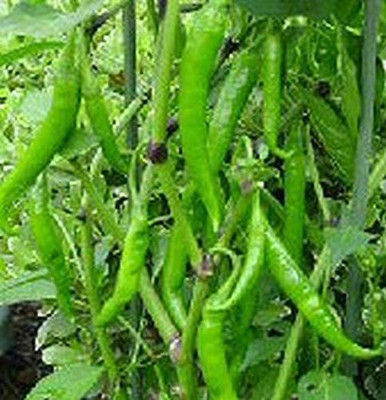 CYBEXIS LXI-22 - F1 Hybrid Hot Pepper - Jwala Pariksha Chilli - (450 Seeds) Seed(450 per packet)