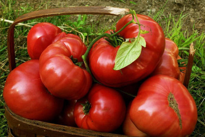 CYBEXIS GBPUT-61 - Pink Brandywine Tomato - (1350 Seeds) Seed(1350 per packet)
