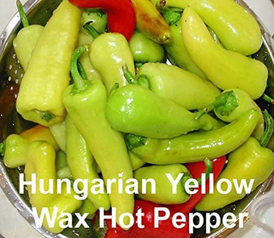 VibeX ATS-67 - Hungarian Yellow Wax Chilli - (1350 Seeds) Seed(1350 per packet)