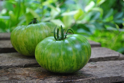 WILLVINE XL-669 Seeds Rare Tomato Green Zebra -1000 Seeds Seed(1000 per packet)