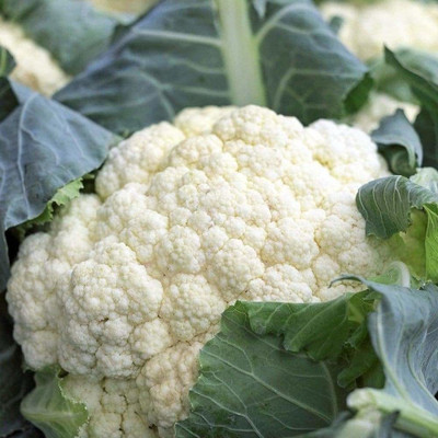CYBEXIS TLX-58 - Non-GMO Cauliflower - (1350 Seeds) Seed(1350 per packet)