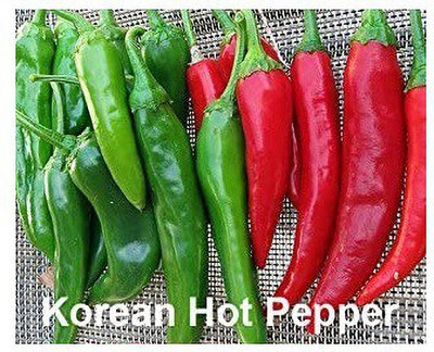 VibeX KGF -20 - Korean Kimchi Chilli - (1350 Seeds) Seed(1350 per packet)