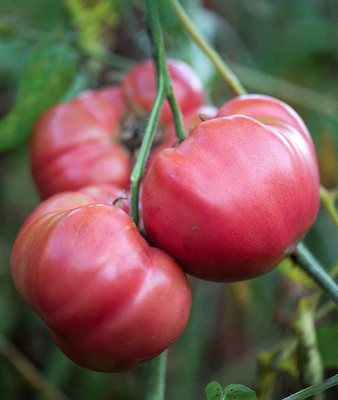 CYBEXIS VXI-36 - Brandy Boy Beefsteak Tomato - (450 Seeds) Seed(450 per packet)