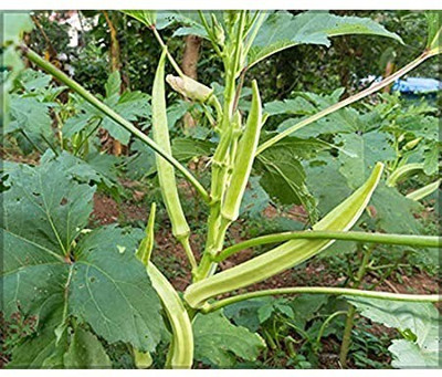 Biosnyg ®PAU-441 Elephant Tusk Variety Okra or Bhindi Seed(100 per packet)