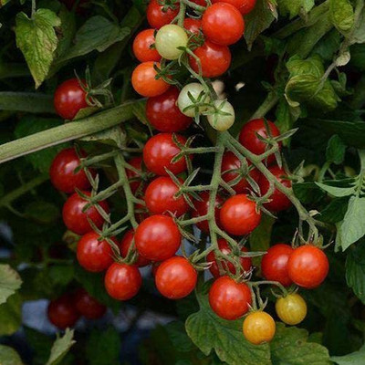 WILLVINE XLL-543 Candyland Red Hybrid Tomato Seeds-1000 Seeds Seed(1000 per packet)