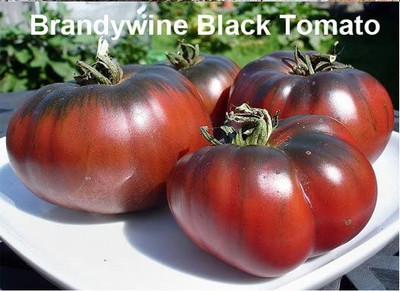 VibeX PAU-62 - Brandywine Black Tomato - (1350 Seeds) Seed(1350 per packet)