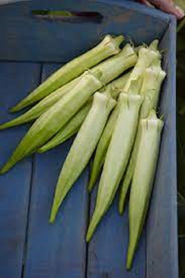 Biosnyg ®IACR-403 White broad Okra Seed(100 per packet)